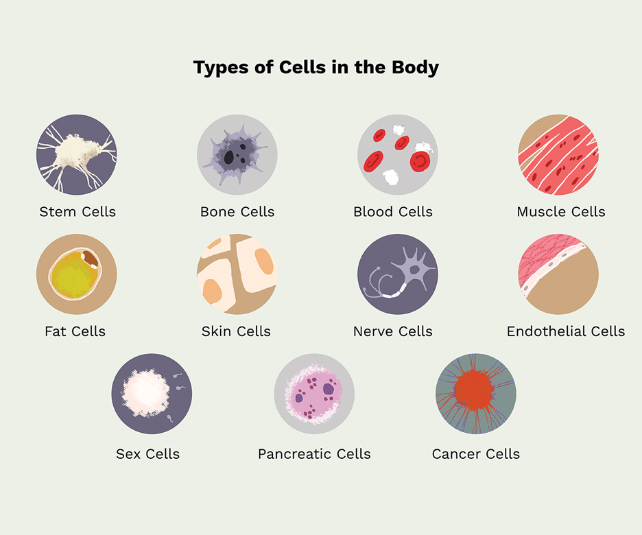 cancer-immunotherapy-health-insure-savvy